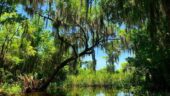 Perfect Louisiana Tour