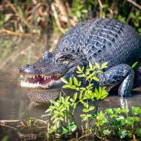 Nature & Wildlife