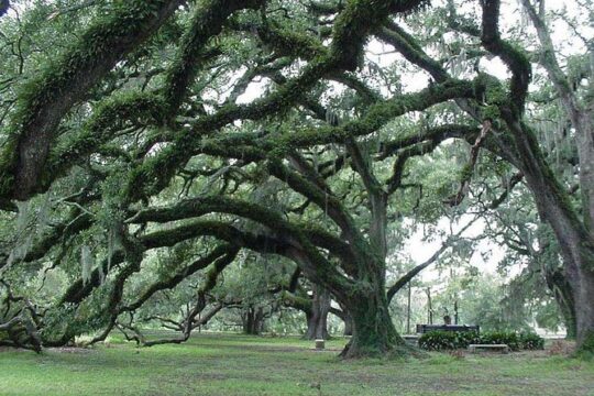 New Orleans City and Cemetery 2- 2 1/2 Hour Bus Tour