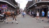Great Experience: Royal Horse Carriage