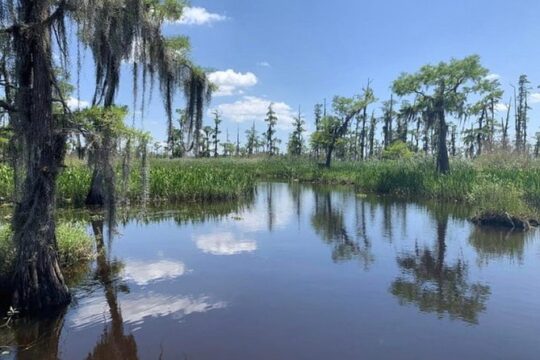 Small-Group Swamp Tour by Airboat with Downtown New Orleans Pickup