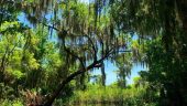 Airboat swamp tour!