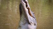 Go see the gators!