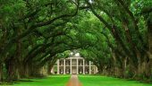 Oak alley