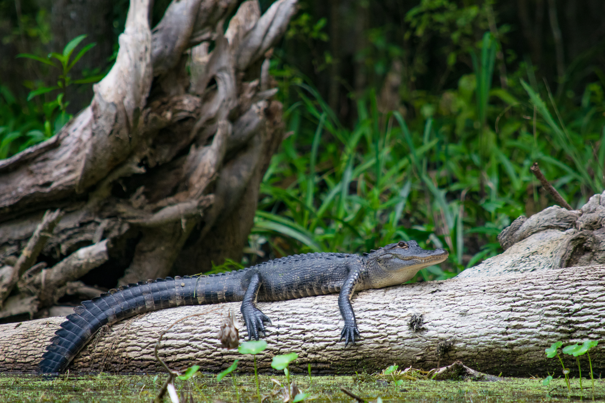The Best New Orleans Swamp Tour Experiences (Updated July 2026)