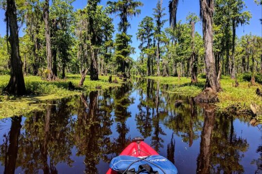 Manchac Swamp Kayak Tour - Extended